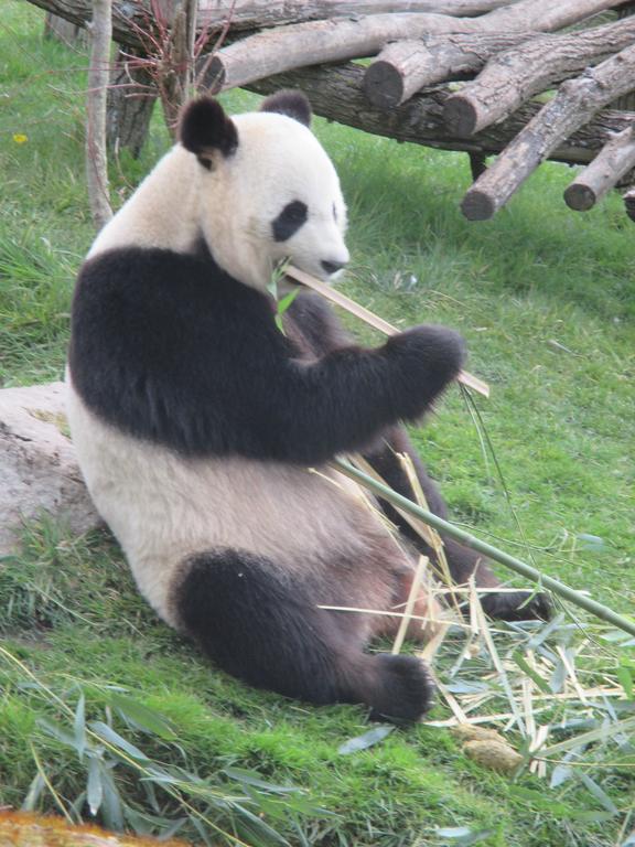 Studio & Gite Zen De Beauval- 800 M Du Zooparc Seigy エクステリア 写真